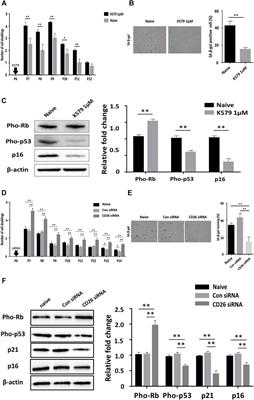 CD26 Inhibition Potentiates the Therapeutic Effects of Human Umbilical Cord Blood-Derived Mesenchymal Stem Cells by Delaying Cellular Senescence